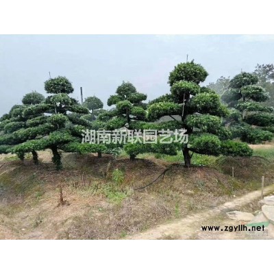 银杏，造型桩景