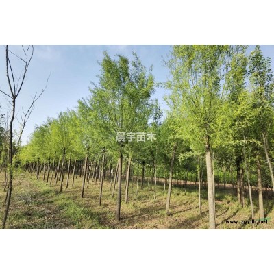 8-12公分二次发帽旱柳 （直柳）