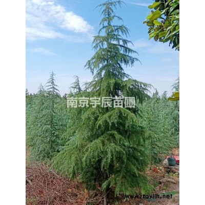 20-30公分雪松价格 浦口区长哄村