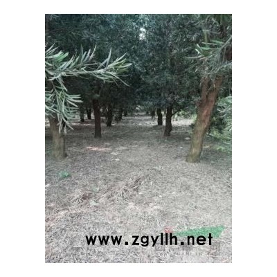 罗汉松6至18公分