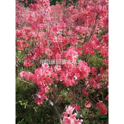 河南五角枫出售