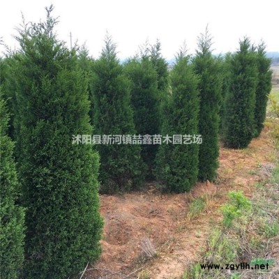 四季竹、青竹、雷竹、黄竹、紫竹低价出售