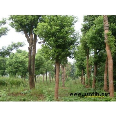 供应2-5cm竹子，量大，产地安徽合肥
