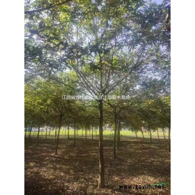 江西油茶/油茶基地/油茶便宜处理