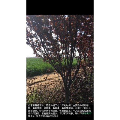 红叶李，紫叶李，红叶碧桃，紫叶矮樱