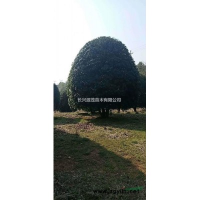 浙江湖州精品榉树规格*,榉树价格优惠