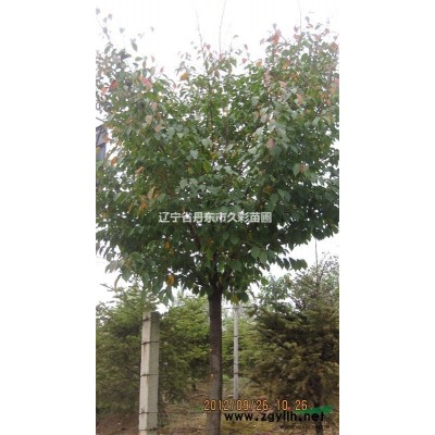 朝鲜黄杨热卖中