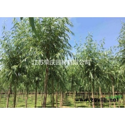 江苏常年供应规格1公分~5公分早竹园