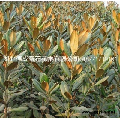 湖北窝竹毛竹篮竹6哪里好/哪家便宜