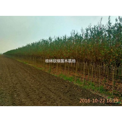 桂林地区大量供应各种规格三季红枫