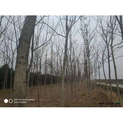 河南地区供应3-5公分低杆石楠，分枝点0.4-1米，冠幅1-2