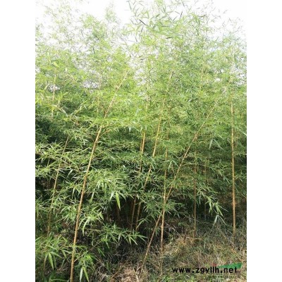 浙江地区供应观赏竹子