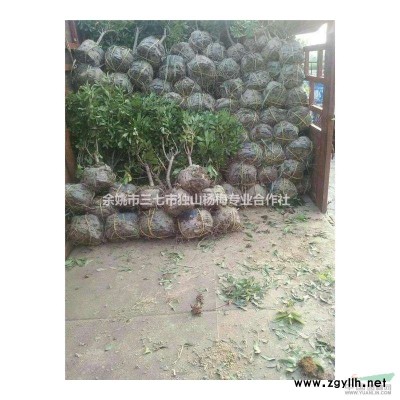 余姚杨梅树苗*快递邮寄物流送货上门1-5公分苗一箱托起运