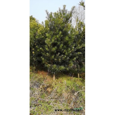 出售深山含笑，乐昌含笑