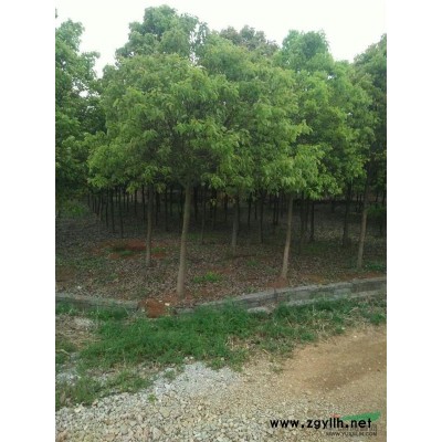 钢竹   钢竹批发   钢竹低价出售  柿竹批发   柿竹出