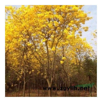 8-20公分红花羊蹄甲，产地四川