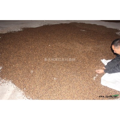 双红紫薇多少钱？重庆驰腾苗木告诉你价格