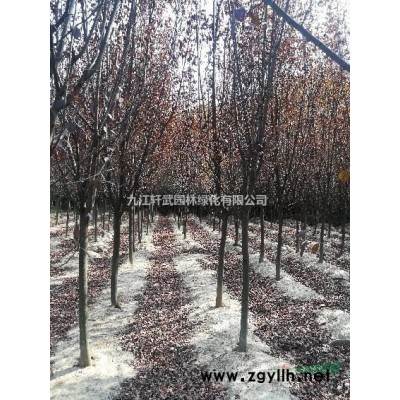 江西九江大量供应3一5公分香樟有需要赶紧联系