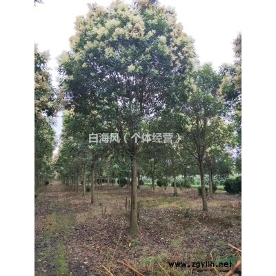 江苏东台供应精品女贞8～20公分等……其他各种精品苗木