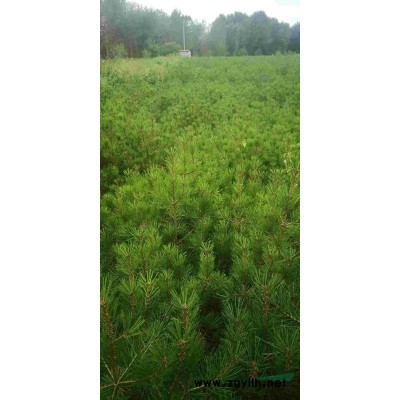 白皮松苗木大量出售，价格批发，高度1.3至1.6米