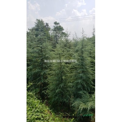 乌桕树讲解 12公分15公分18公分乌桕价格垂询