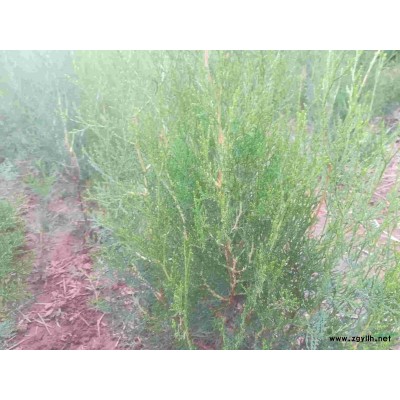 大量供应二年生侧柏小苗，