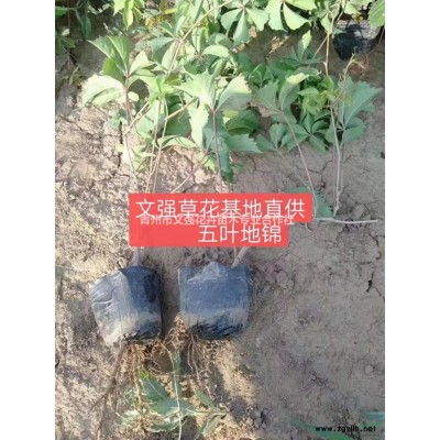 2019年紫花地丁山东新报价