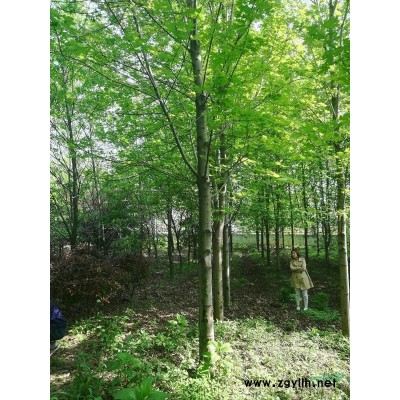 浙江省海宁市供应红枫秋火焰