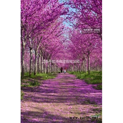 红花大乔木 开花行道树 ‘四季春1号’紫荆树