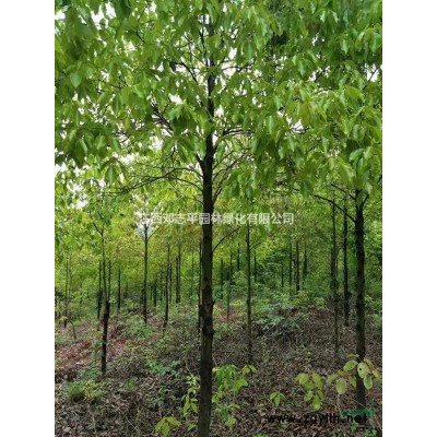 香樟6—15公分， 移栽15—75公分，丛生3—6杆*基地