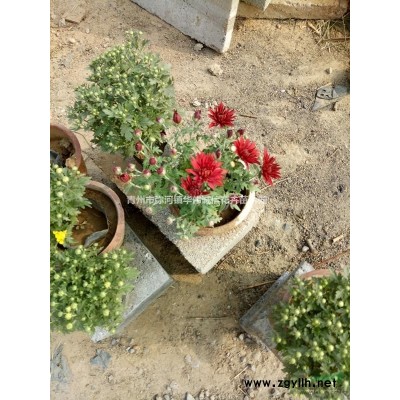 国庆菊基地.大量供应绿化工程国庆菊