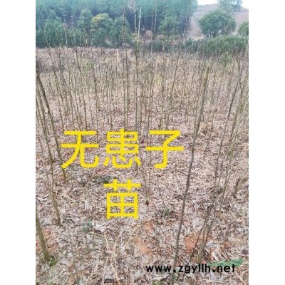 大量供应苗木: 香泡，杨梅，红花木莲，红果冬青，乐昌含笑，