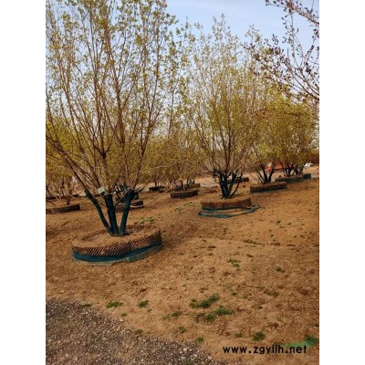 郁金香竹子高2-4.5米北京大苗圃基地购树木市排价