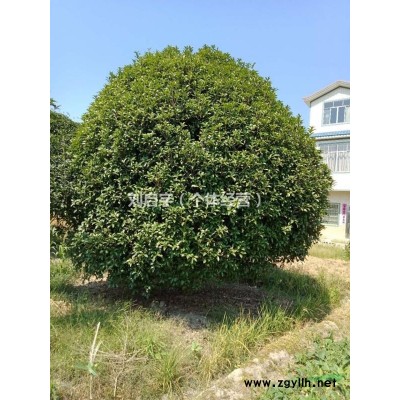 桂花树精品全冠地面桂花树 价格美丽 量大