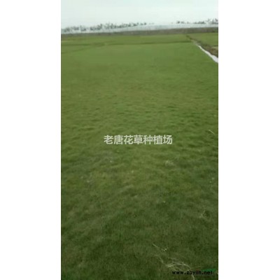 广东台湾草，马尼拉，大叶油，夏威夷优质特价产地直销