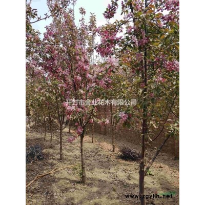 开封市金叶园林公司，金叶复叶槭，北美海棠5—15公分。