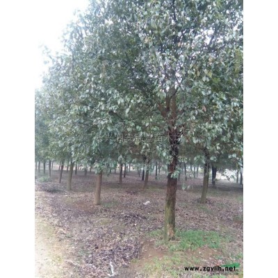 优质石楠供应/优质石楠球图片