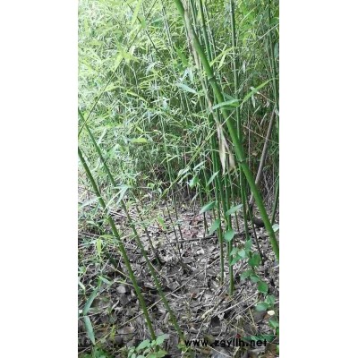 刚竹，淡竹，水竹，青竹，早园竹，