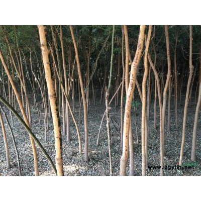 内蒙地区供应竹柳，国槐，胸径4--6厘米