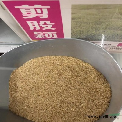 40公分左右高不落叶侧柏100万 洒金柏成活率好