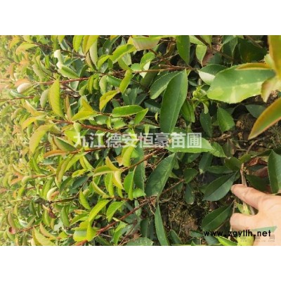 地径9公分红叶李上车价240元