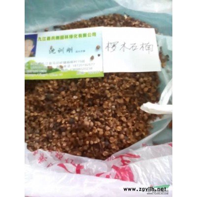 刚竹
