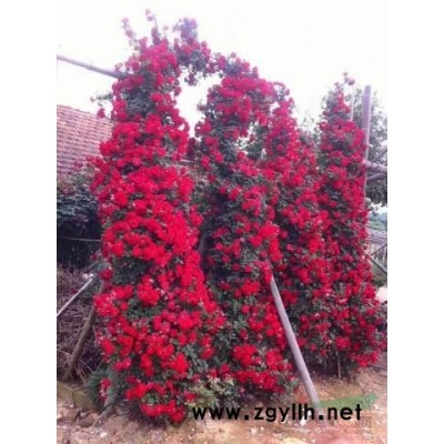 树桩月季，大花月季藤本月季等