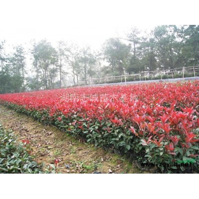 杜鹃-毛杜鹃-杜鹃球-杜鹃小苗-西洋杜鹃-基地直销