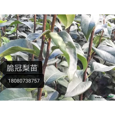 蓝竹，方竹代2至3个笋芽100万株