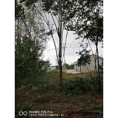 黄山栾树，大规格15-22公分。原生全冠。树势强劲。现在低价