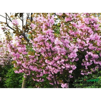 山东毛竹，竹子价格，翠竹价格