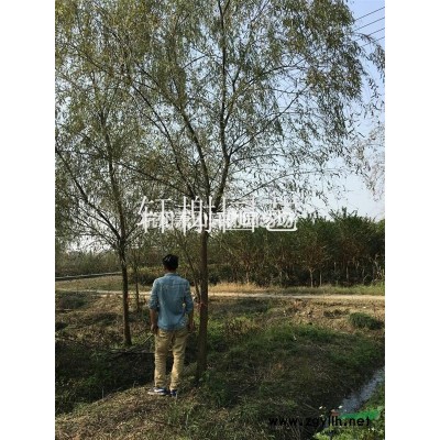浙江地区供应南天竹小苗，南天竹毛球