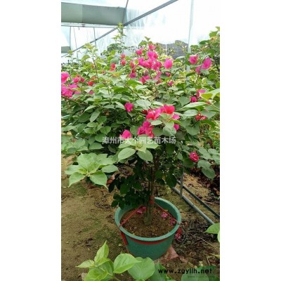 漳州市同安红三角梅各类规格供应