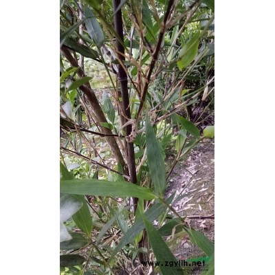 紫竹.琴丝竹.金叶女贞.红继木.5-10的丹桂.八月桂等